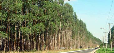 27082013_eucalipto_arquiv_20200308-092203_1.jpg