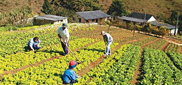 01012014_agricultura_familiar_incape_20200308-103853_1.jpg