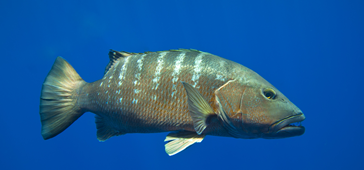 28042017_portaria_pesca_estudos_participativos_Projeto_Tama_20200308-202914_1.png