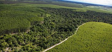 02122013_plantacao_eucalipto_divulgSuzan_20200308-205822_1.jpg