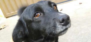 29122017_cuidados_pets_fogos_artificio_fernanda_couzemenco.jpg